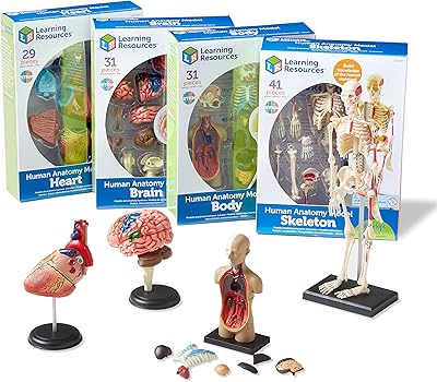 Set of models of learning resources anatomy - 4 kits of anatomy, geometry and mathematics illustrations, for children aged 8 and over, class display tools, supplies for teachers.. Shopping made simple with DIAYTAR NIGERIA's vast selection and budget-friendly nationwide delivery.