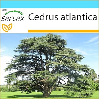 Gift box - cedar of the North Africa atlas - 20 seeds - Atlantic cedrus.. Nigeria's fastest-growing e-commerce site offers unbeatable prices and delivery within 8 days.
