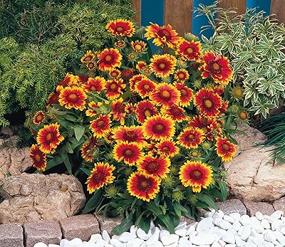 15 Gaillardia Arizona Sun Vivace seeds.. DIAYTAR NIGERIA: Your partner in affordable online retail with reliable delivery across the nation.
