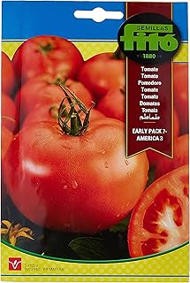 Silas Vito round tomatoes - Package of 7 for America 3.. Experience the power of choice with DIAYTAR NIGERIA's extensive catalog and reliable delivery service.