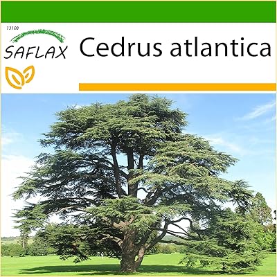 Cedar of the Atlas of North Africa - 20 Seeds - with Terre - Cedars Atlantica.. DIAYTAR NIGERIA: Your trusted partner for affordable online shopping with reliable delivery timeframes.